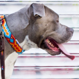 Heka Nylon Dog Collar Small