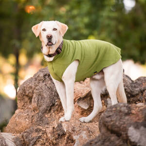 Gold Paw Fleece Moss 2