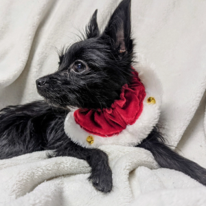 Huxley & Kent Santa Red Bell Ruff Extra Large