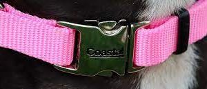 Coastal Soy Collar Magenta Large (18" 26")