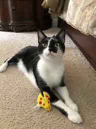 YEOWWW Lady Bug Krinkle cat toy