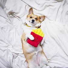 Zippy Paws Nomnomz Fries Dog toy