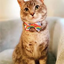 SWEET PICKLE'S CAT BOWTIE
