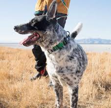 Wolfgang High Plains Large dog harness