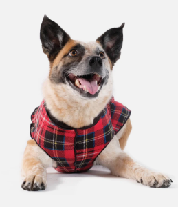 Gold Paw Fleece 2 Classic Red Plaid
