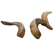 Medium Ram Horn Susquehanna Dog Chew