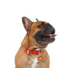 Trill Paws Dog Tags One Size
