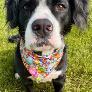 EarBobs "Jeskah's Bandana" ASSORTED Large