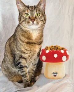 Big Mouth Inc Elevated Mushroom Bowl